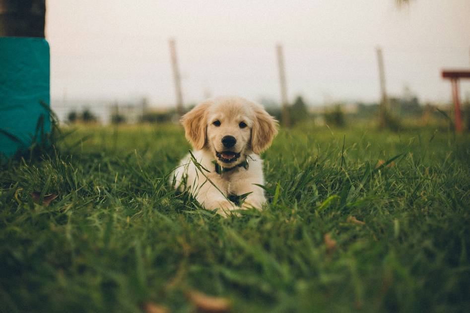 Blog author demonstrating hybrid training techniques with attentive dog