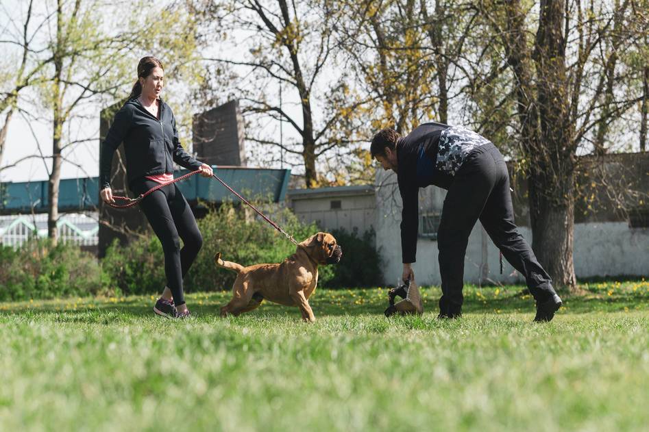 Calm dog practicing hybrid training with owner in natural park setting