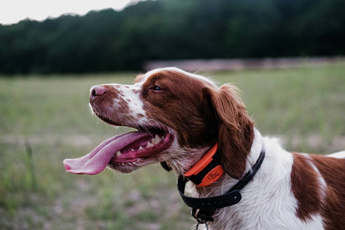 Dog wearing a wearable pet training gadget during a backyard obedience session