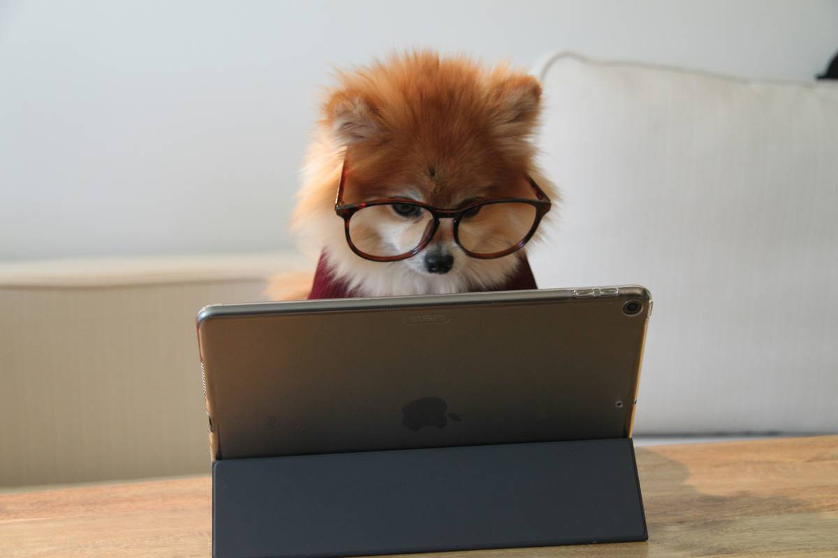 Dog owner using AI dog training app outdoors with smart collar syncing behavioral data