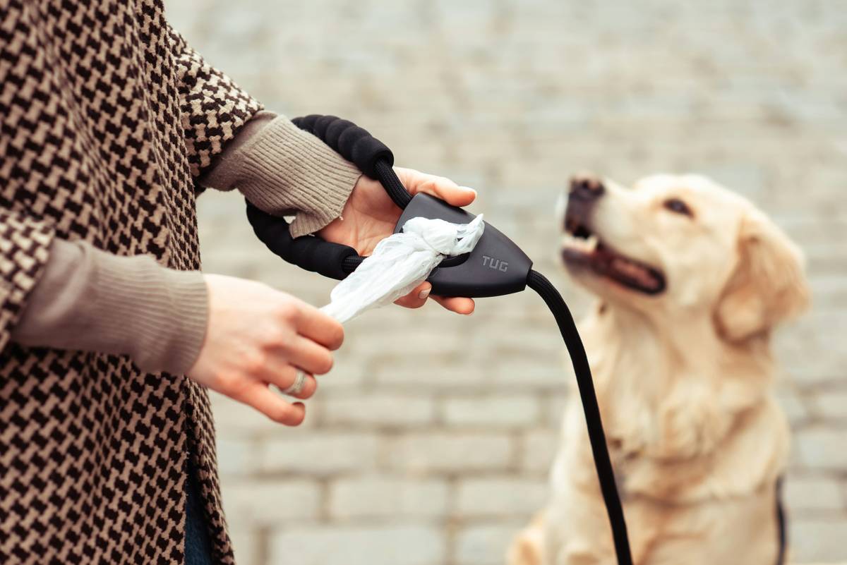 AI dog training app showing real-time behavior analysis dashboard on smartphone screen