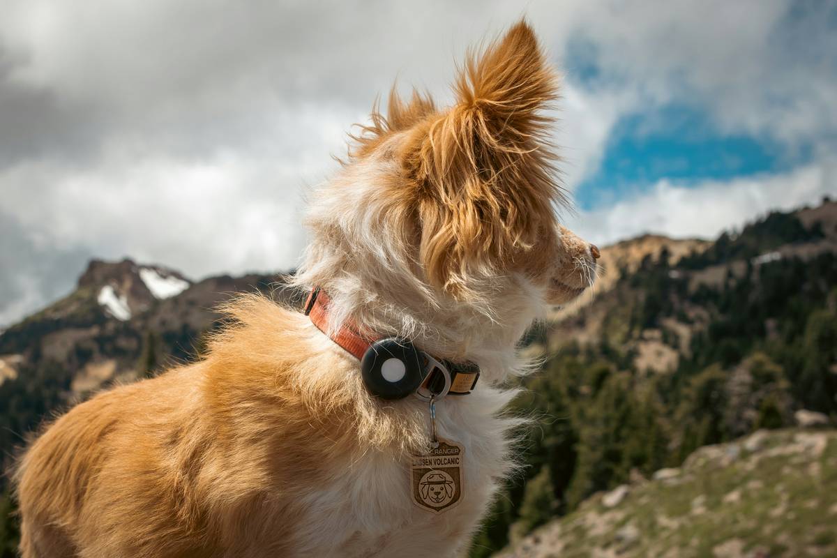 Why Your Dog Won’t Obey—And How a Wearable Pet Training Gadget Fixes It Fast