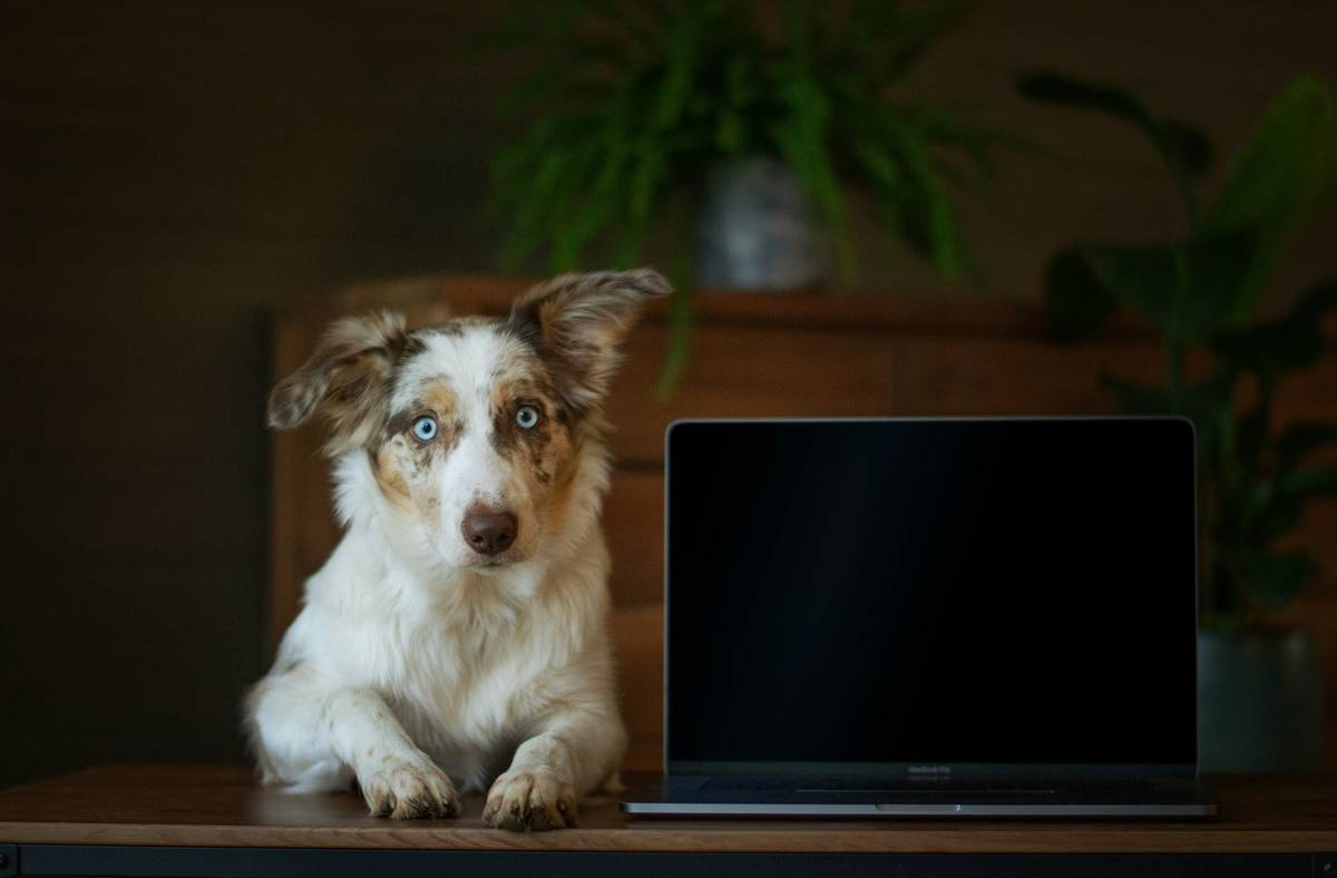 Digital Dog Training Course: 7 Proven Ways to Avoid Costly Hybrid Program Mistakes