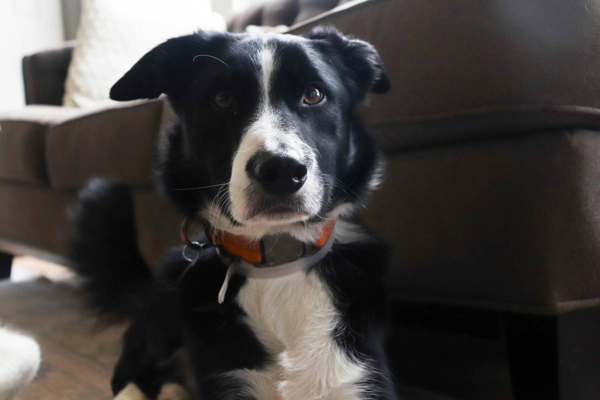 Owner using tablet with AI pet training solution while dog responds to voice command in backyard