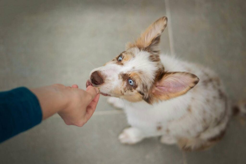 Remote Puppy Training Advice: 7 Proven Tips to Avoid Costly Mistakes