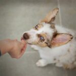 Remote Puppy Training Advice: 7 Proven Tips to Avoid Costly Mistakes