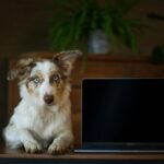 Smart Pet Training Software: 7 Proven Ways to Avoid Costly Hybrid Training Mistakes